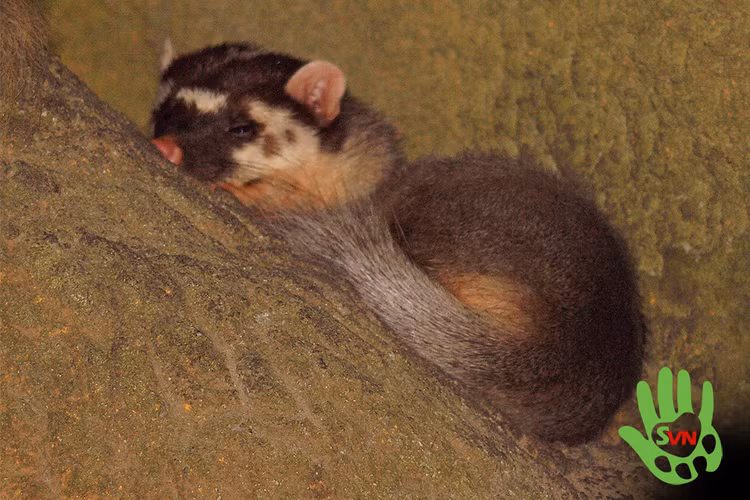 Chon bac ma Nam bi mua ban trai phep o Hue hiem co nao?-Hinh-3