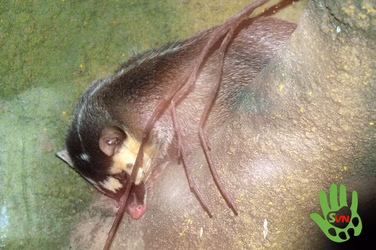 Chon bac ma Nam bi mua ban trai phep o Hue hiem co nao?-Hinh-5