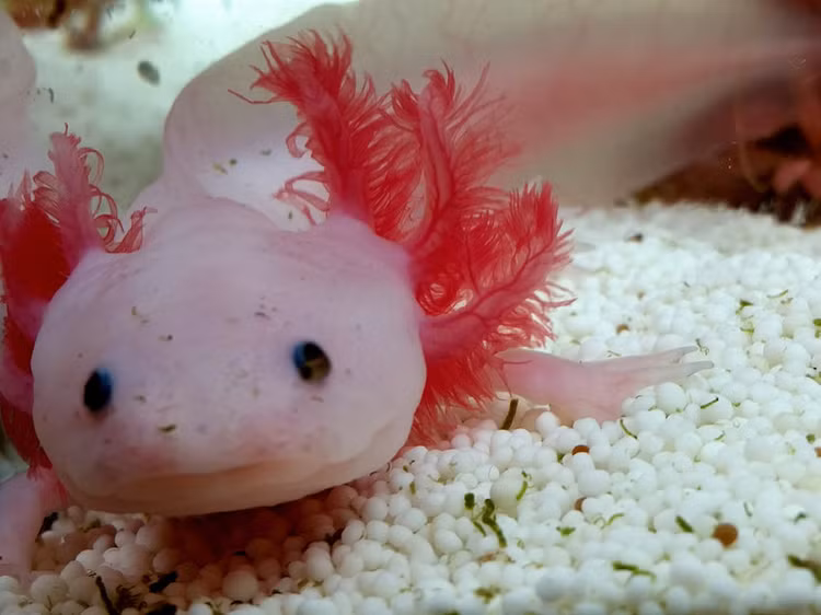 'Khung long' mini quy hiem, ca the gioi chi con 1.200 con-Hinh-4