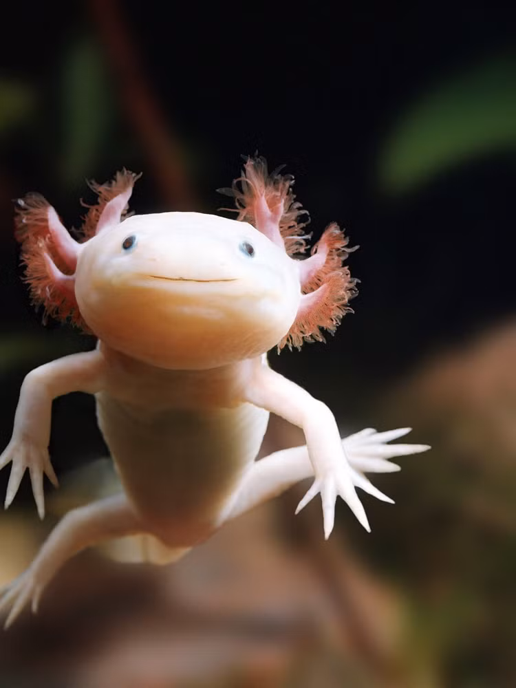 'Khung long' mini quy hiem, ca the gioi chi con 1.200 con-Hinh-2