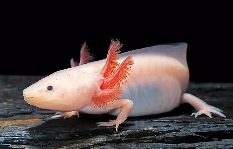 'Khung long' mini quy hiem, ca the gioi chi con 1.200 con-Hinh-3