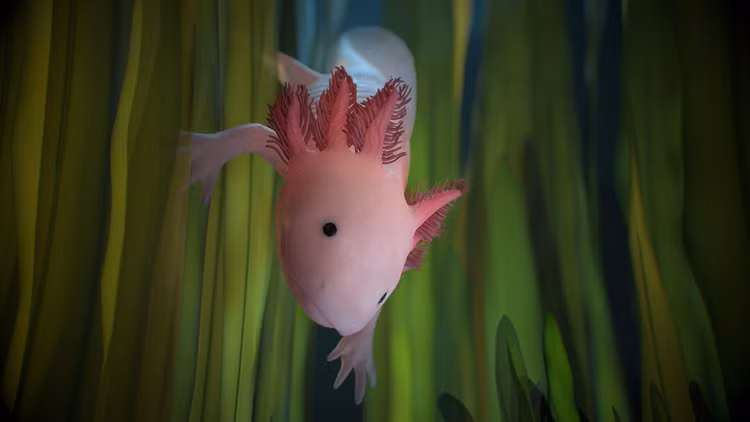 'Khung long' mini quy hiem, ca the gioi chi con 1.200 con-Hinh-8