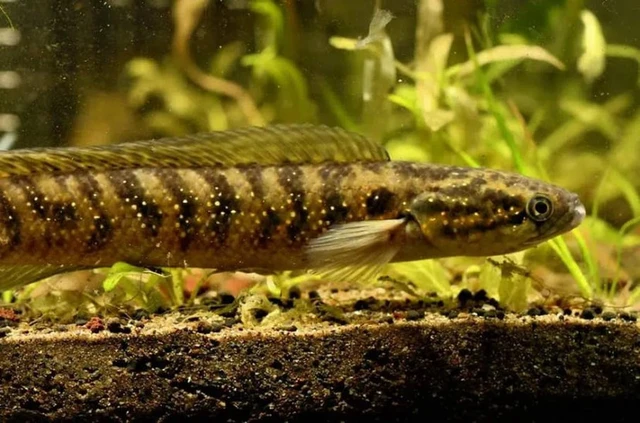 'Bau vat troi ban' o Viet Nam, the gioi khong noi nao co