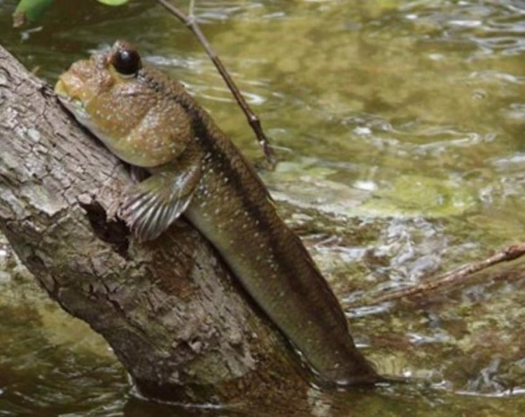 'Bau vat troi ban' o Viet Nam, the gioi khong noi nao co-Hinh-6