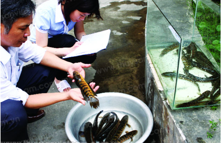 'Bau vat troi ban' o Viet Nam, the gioi khong noi nao co-Hinh-4