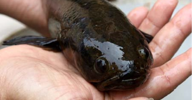 'Bau vat troi ban' o Viet Nam, the gioi khong noi nao co-Hinh-3