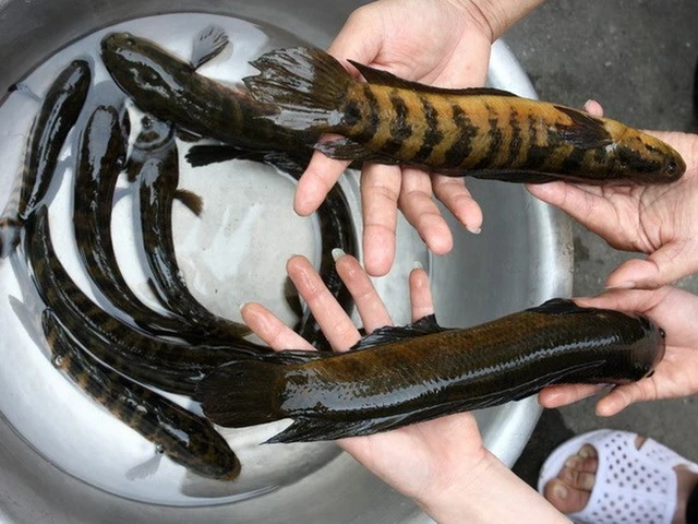 'Bau vat troi ban' o Viet Nam, the gioi khong noi nao co-Hinh-2