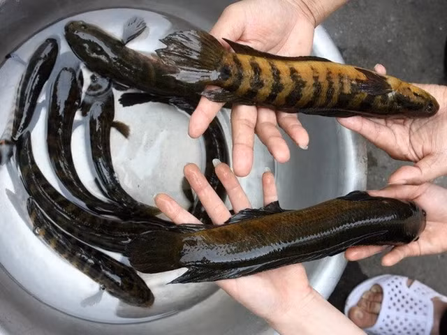 'Bau vat troi ban' o Viet Nam, the gioi khong noi nao co-Hinh-2