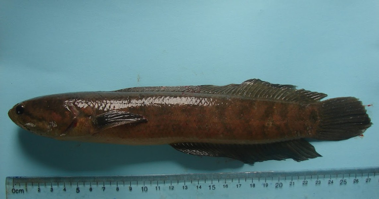 'Bau vat troi ban' o Viet Nam, the gioi khong noi nao co-Hinh-7