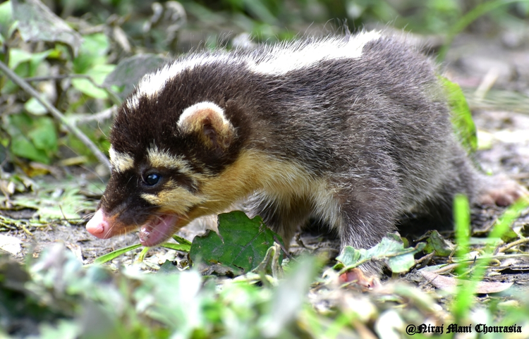 Nhieu dong vat quy hiem moi duoc phat hien o Thanh Hoa-Hinh-6