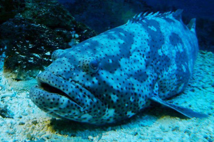 Bat ngo tom duoc 'thuy quai' khong lo, ngu dan run ban nguoi-Hinh-8