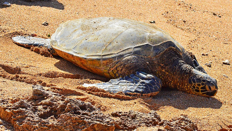 Cá thể đồi mồi dứa được thả về biển Quảng Trị quý cỡ nào? - Hình 5 Ca the doi moi dua duoc tha ve bien Quang Tri quy co nao?-Hinh-5