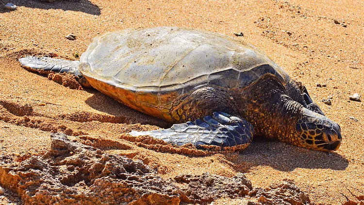 Ca the doi moi dua duoc tha ve bien Quang Tri quy co nao?-Hinh-5