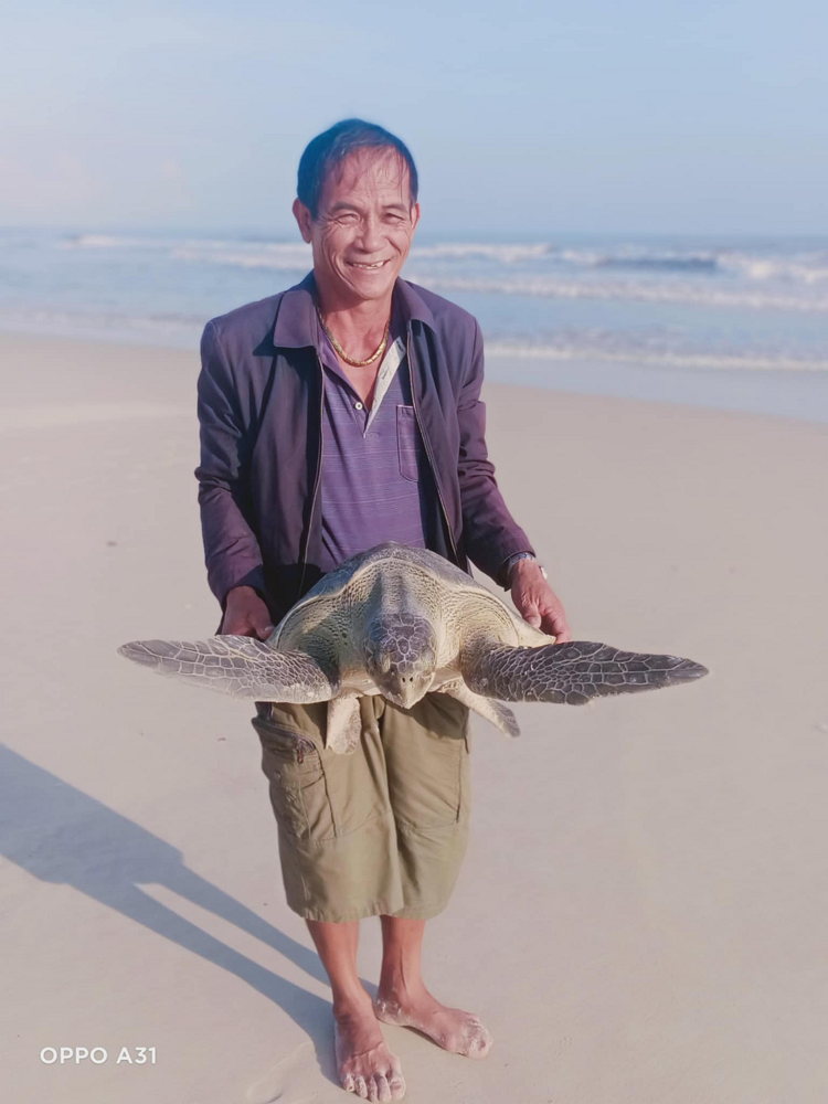 Cá thể đồi mồi dứa được thả về biển Quảng Trị quý cỡ nào? - Hình 2 Ca the doi moi dua duoc tha ve bien Quang Tri quy co nao?-Hinh-2