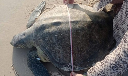 Cá thể đồi mồi dứa được thả về biển Quảng Trị quý cỡ nào? Ca the doi moi dua duoc tha ve bien Quang Tri quy co nao?