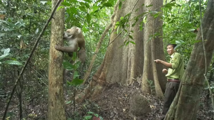 Khi duoi lon duoc tha ve tu nhien o Duc Linh: Loai nguy cap