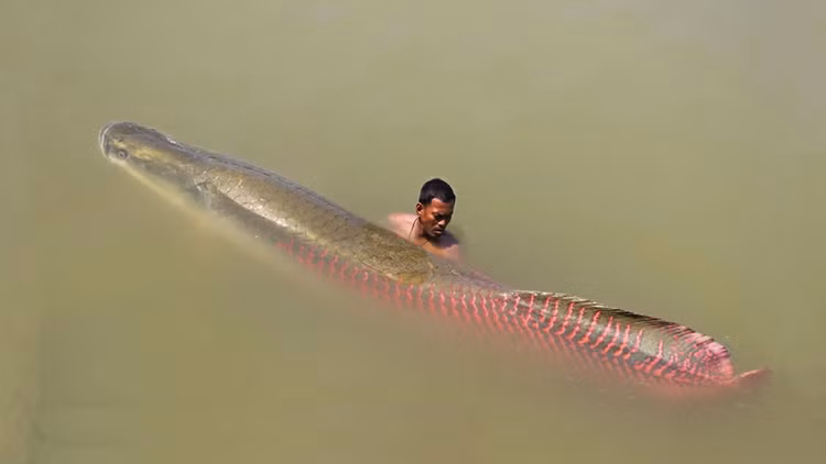 Chiem nguong 'quai vat' nuoc ngot lon nhat hanh tinh o song Amazon-Hinh-2