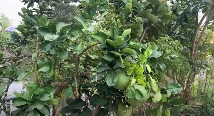 He lo co ngoi hoanh trang cua Hoa hau Do Thi Ha-Hinh-12