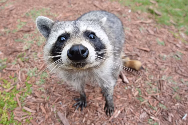 Dieng nguoi khi thay “ban tay tai met” tho ra tu tran nha-Hinh-7