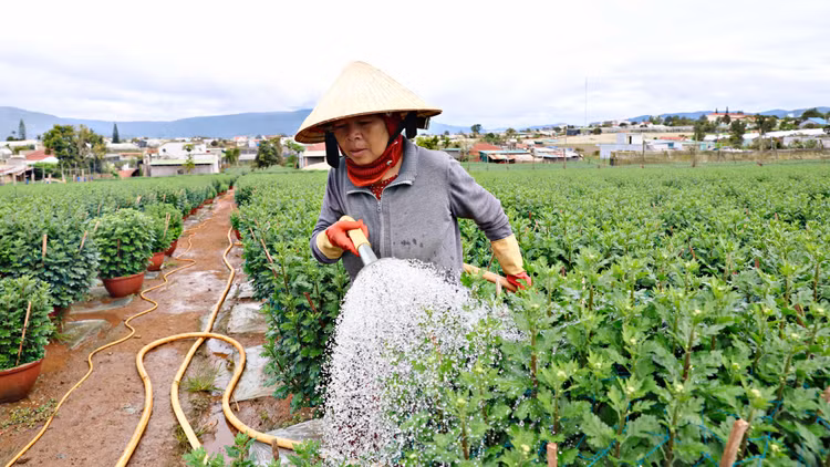 Canh giac chieu lua dat mua ban rau, hoa dip Tet roi “bung” tien