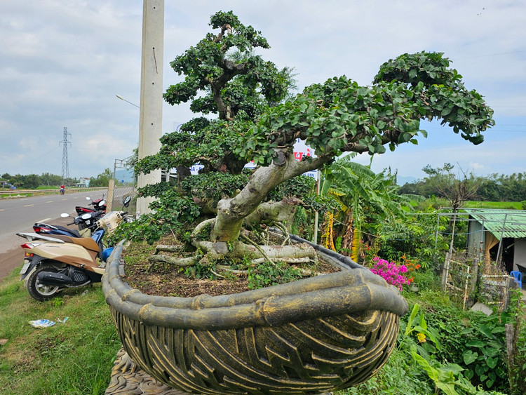 Cu duoi tram tuoi tren quoc lo, dai gia khong no luot qua-Hinh-12