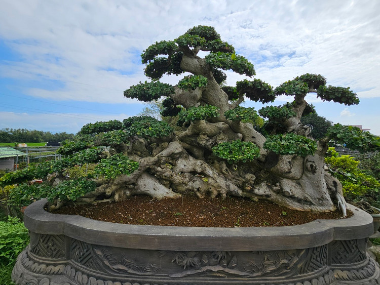 Cu duoi tram tuoi tren quoc lo, dai gia khong no luot qua-Hinh-2