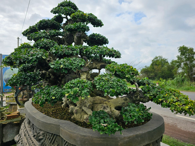 Cu duoi tram tuoi tren quoc lo, dai gia khong no luot qua-Hinh-3