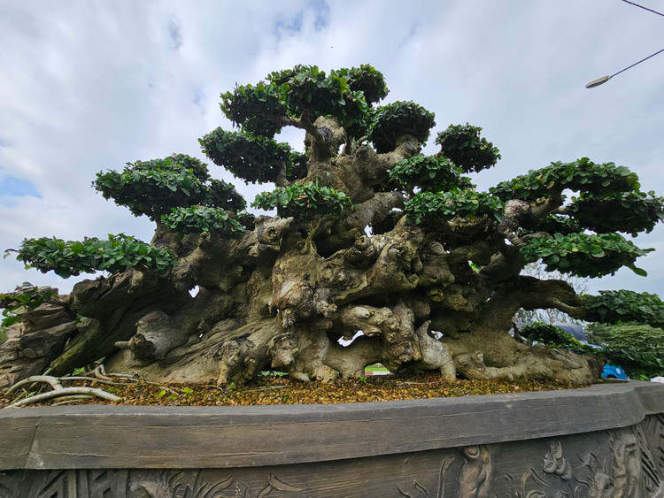 Cu duoi tram tuoi tren quoc lo, dai gia khong no luot qua-Hinh-4