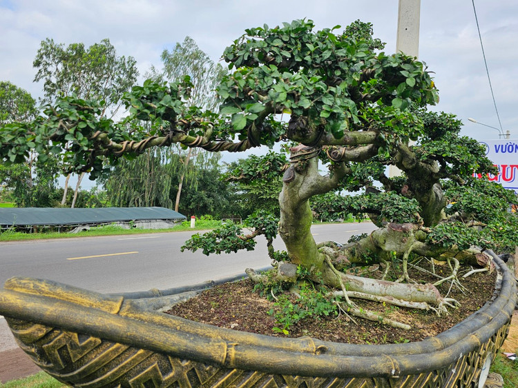 Cu duoi tram tuoi tren quoc lo, dai gia khong no luot qua-Hinh-8