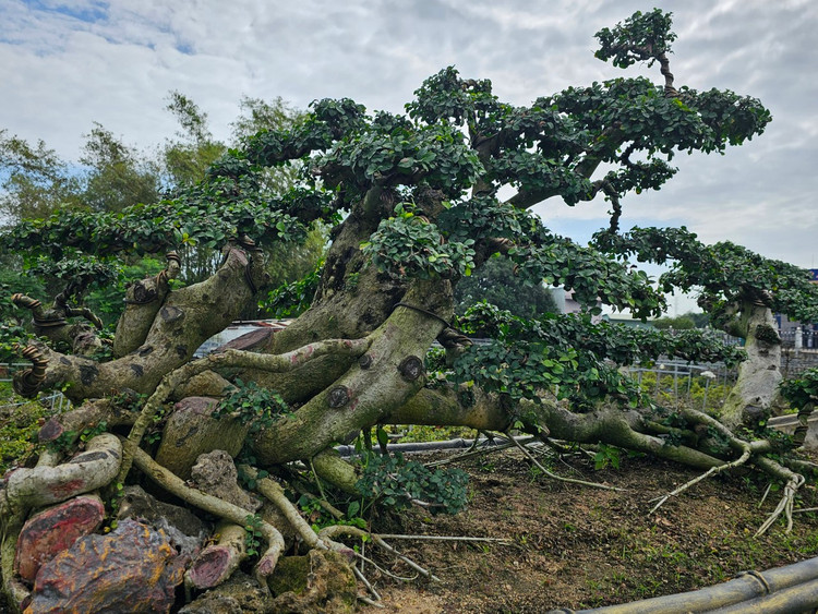 Cu duoi tram tuoi tren quoc lo, dai gia khong no luot qua-Hinh-10