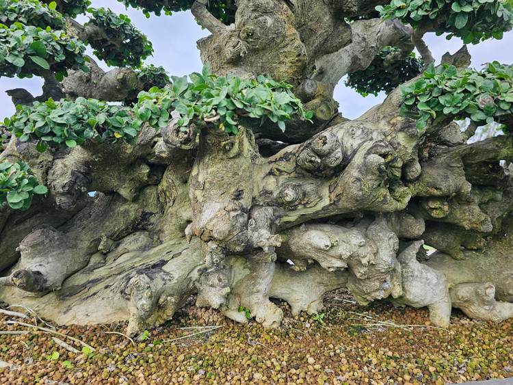 Cu duoi tram tuoi tren quoc lo, dai gia khong no luot qua-Hinh-5