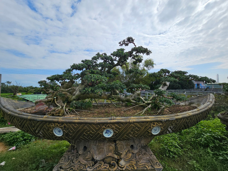 Cu duoi tram tuoi tren quoc lo, dai gia khong no luot qua-Hinh-7