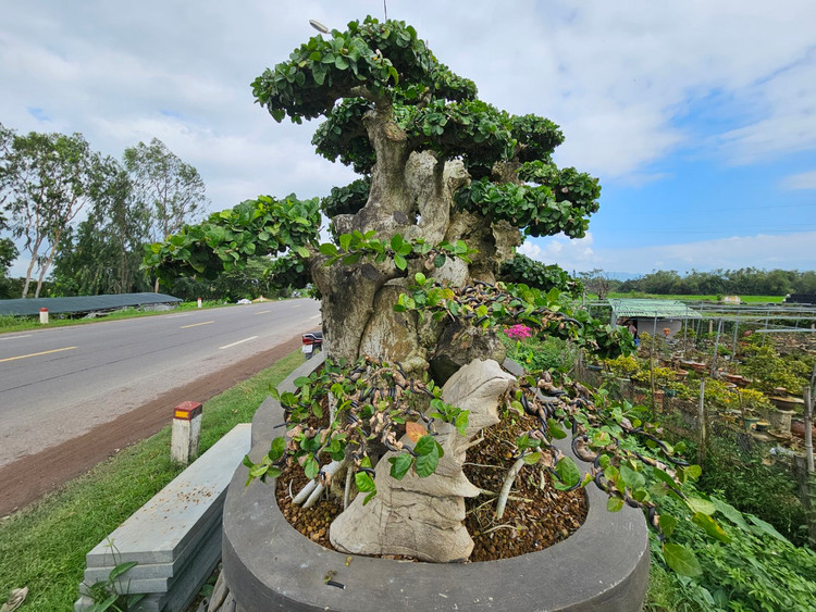 Cu duoi tram tuoi tren quoc lo, dai gia khong no luot qua