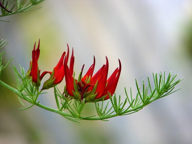 Top loai hoa doc - hiem nhat hanh tinh, so 8 co ten ma mi-Hinh-5