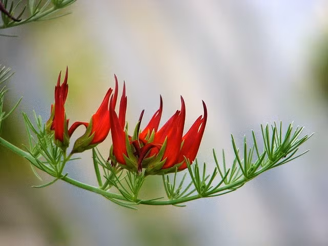 Top loai hoa doc - hiem nhat hanh tinh, so 8 co ten ma mi-Hinh-5