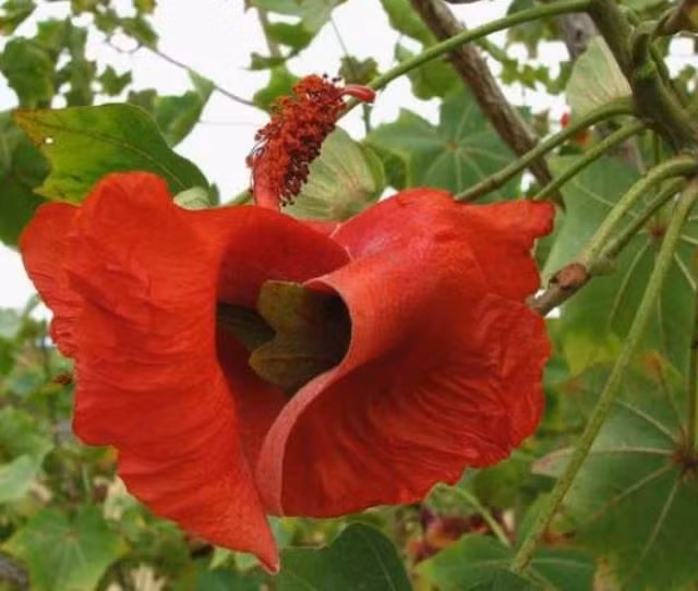 Top loai hoa doc - hiem nhat hanh tinh, so 8 co ten ma mi-Hinh-7