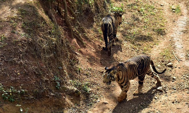 Giat minh hac ho sieu hiem, de dang ha guc ca sau dai 4m-Hinh-6