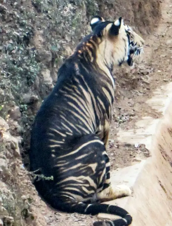 Giat minh hac ho sieu hiem, de dang ha guc ca sau dai 4m-Hinh-7