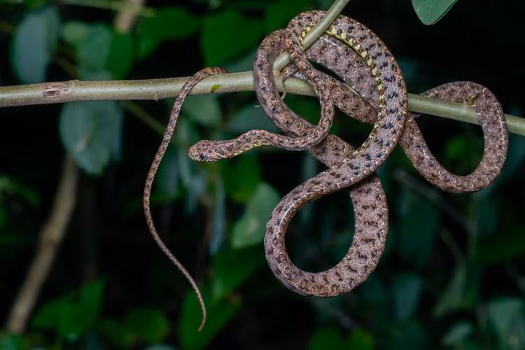 Loai ran nhin me hoac nhat Viet Nam, xung dang nu hoang sac dep-Hinh-4