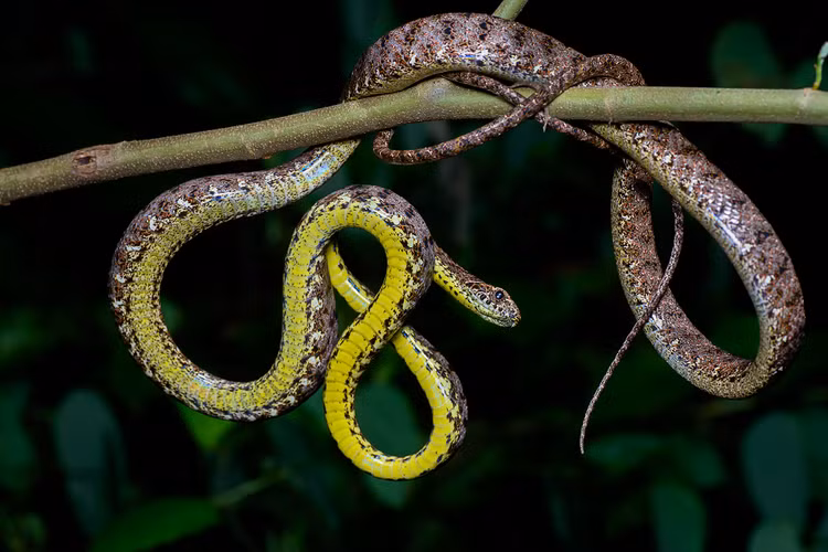 Loai ran nhin me hoac nhat Viet Nam, xung dang nu hoang sac dep-Hinh-3