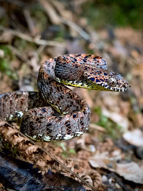 Loai ran nhin me hoac nhat Viet Nam, xung dang nu hoang sac dep-Hinh-7