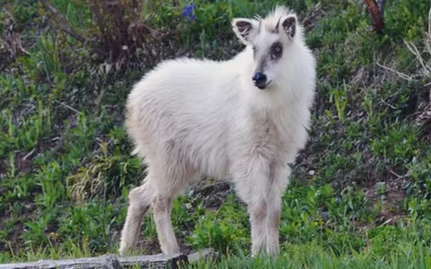 4 sinh vat bi an suot nghin nam, so 1 la linh thu Viet-Hinh-6