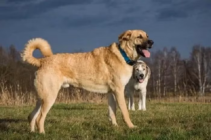 Loai cho duoc menh danh “tu dai chien khuyen”, den soi con run so-Hinh-4