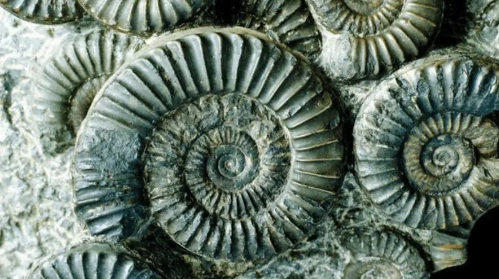 Phat hien oc vit 300 trieu nam, lo bi mat dinh cao thoi tien su-Hinh-3