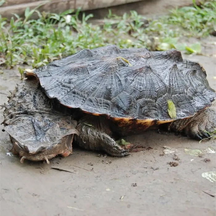 Vẻ ngoài quỷ dị của những động vật đáng sợ nhất hành tinh - Hình 4 Ve ngoai quy di cua nhung dong vat dang so nhat hanh tinh-Hinh-4
