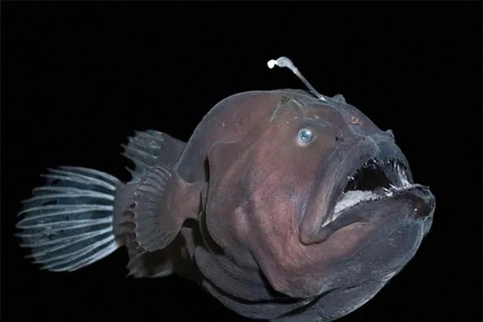 Vẻ ngoài quỷ dị của những động vật đáng sợ nhất hành tinh - Hình 2 Ve ngoai quy di cua nhung dong vat dang so nhat hanh tinh-Hinh-2