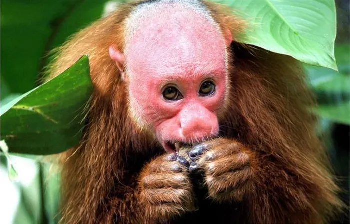 Vẻ ngoài quỷ dị của những động vật đáng sợ nhất hành tinh - Hình 3 Ve ngoai quy di cua nhung dong vat dang so nhat hanh tinh-Hinh-3