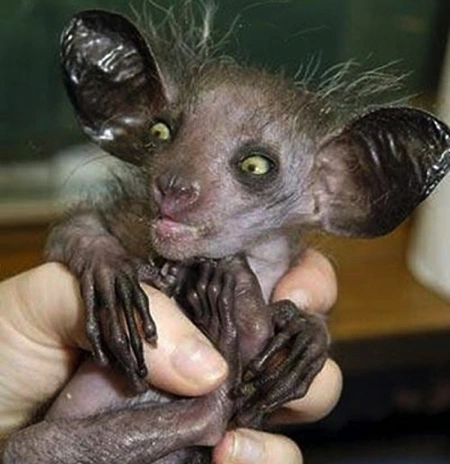 Vẻ ngoài quỷ dị của những động vật đáng sợ nhất hành tinh - Hình 6 Ve ngoai quy di cua nhung dong vat dang so nhat hanh tinh-Hinh-6