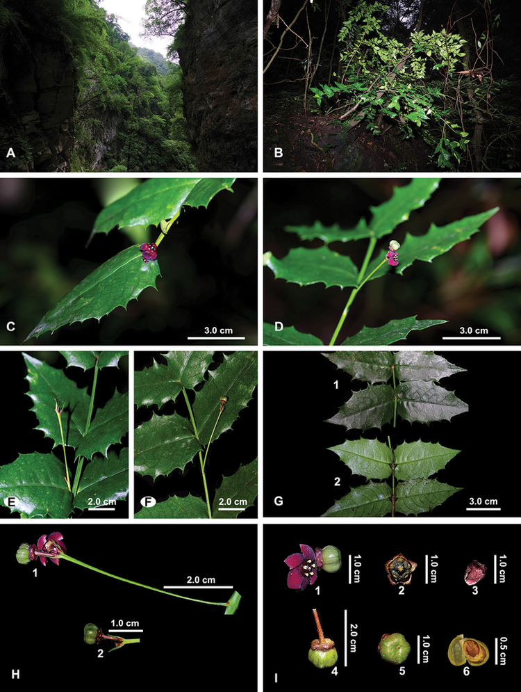 Loai thuc vat chua tung thay tren the gioi xuat hien tai Viet Nam-Hinh-7