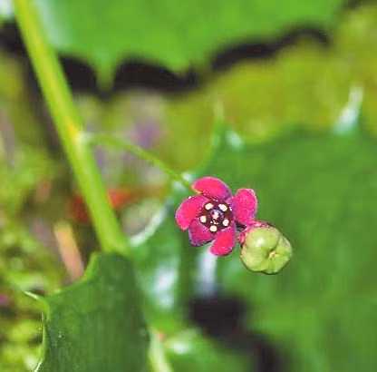 Loai thuc vat chua tung thay tren the gioi xuat hien tai Viet Nam-Hinh-8